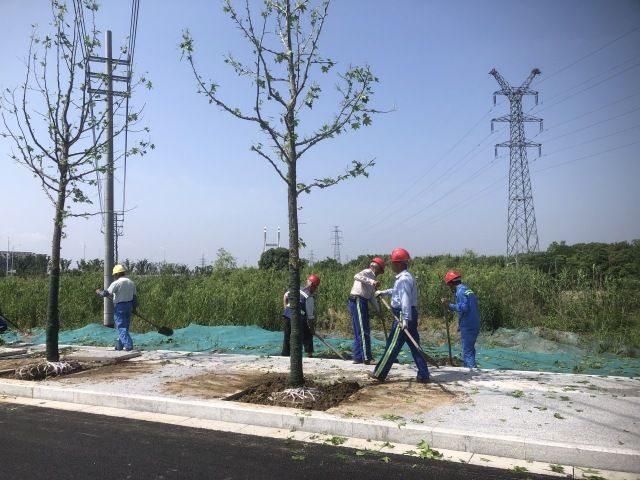 打造“一路一景”的市政道路綠化景觀