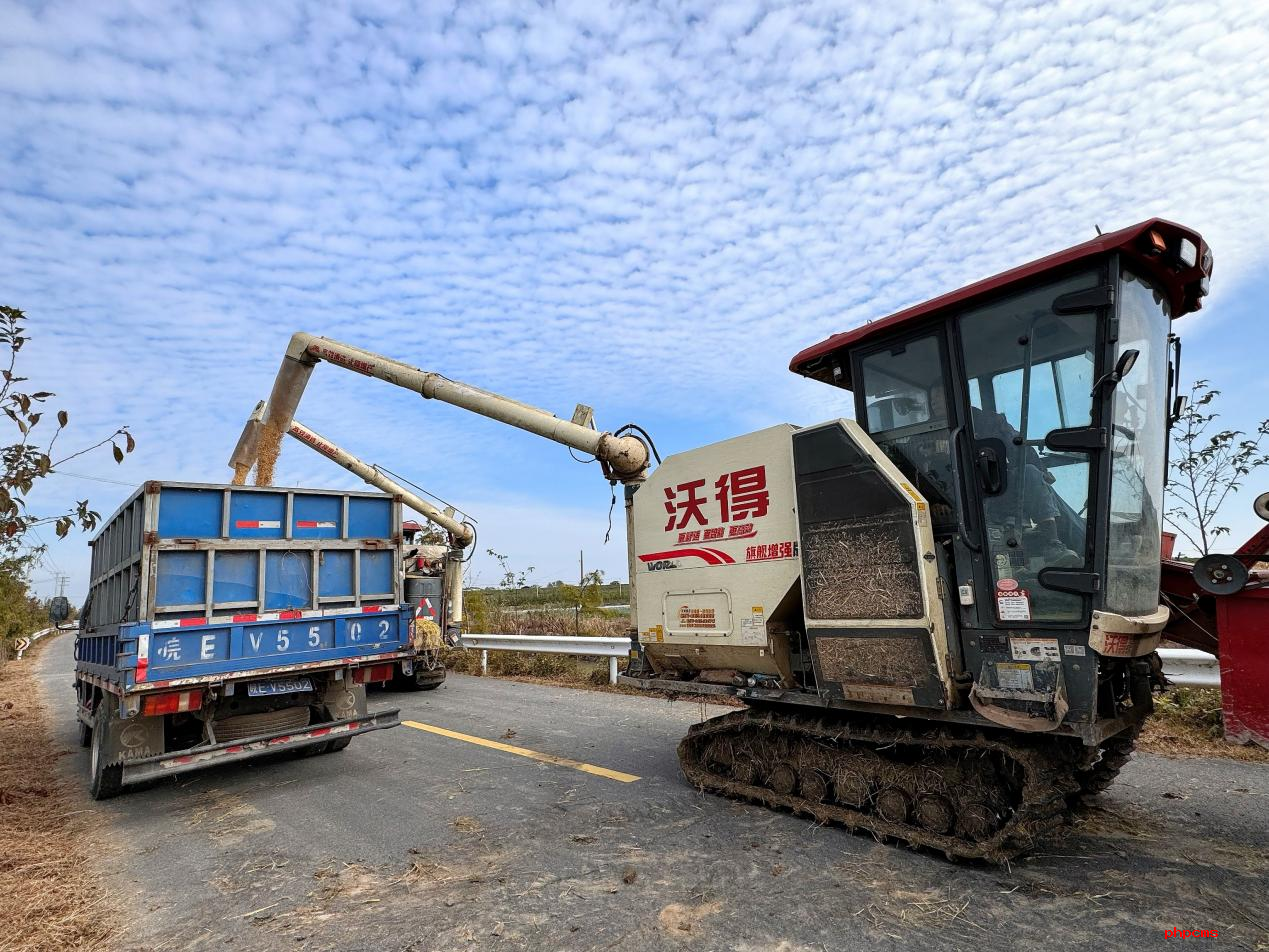 南京高淳:水稻收割忙?顆粒皆歸倉