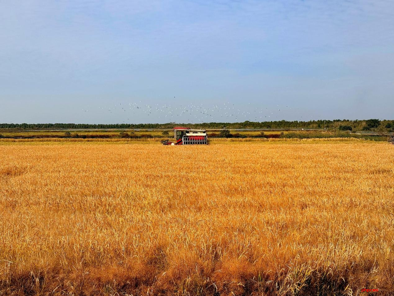 南京高淳:水稻收割忙?顆粒皆歸倉