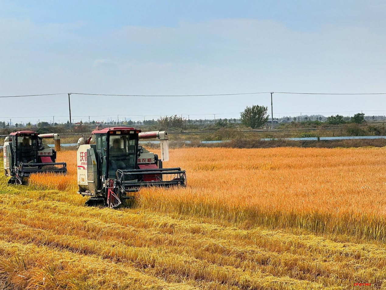 南京高淳:水稻收割忙?顆粒皆歸倉